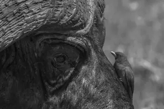 What did the horse say after it tripped?