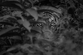 Why did the chicken cross the road?